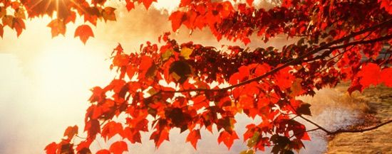 leafall1480374917.jpg