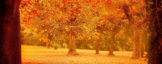 leafallalt.jpg